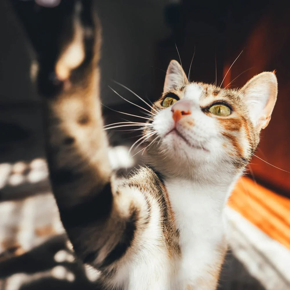 Attracting Sliding Doors – Keeping Cats Indoors With Magnets