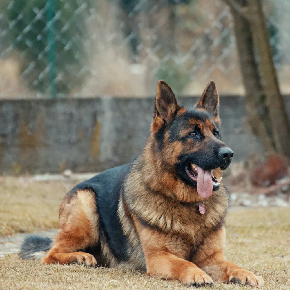 German Shepherds In Need Uses AMF C-Channel Magnetic Labels